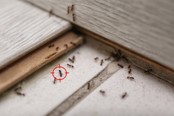 Flea Control Services in Carolina Shores, NC