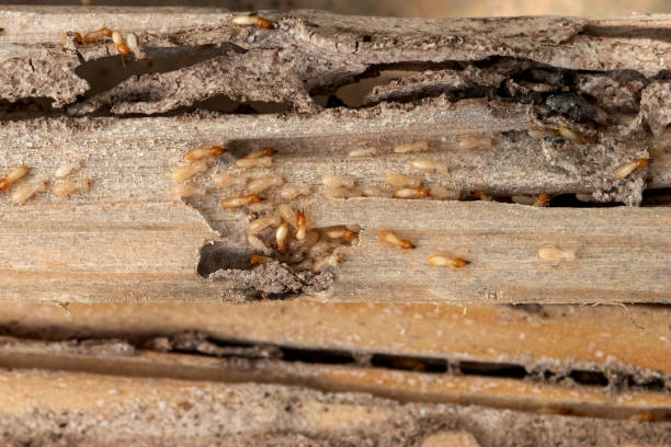 Wildlife Control Services in Carolina Shores, NC